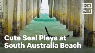 A Very Chill Seal Spotted in Australia | NowThis