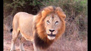 HOW TO MEET LIONS during a self-drive safari in the Kruger National Park (English, 4K) ?