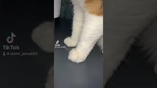 The monkey￼ #cat #meme #the-monkey
