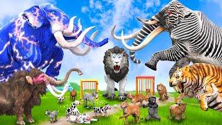 5 Mammoth Elephant Cow vs 5 Giant Lion Tiger vs Elephant Zebra Attack Cow Saved By Woolly Mammoth