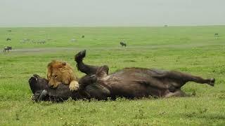 Amazing Footage of a Male Lion Taking Down a Buffalo with Consumate Ease Befofe your Very Eyes!