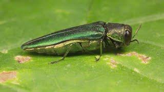 The invasive emerald ash borer beetle has made it to Lakewood