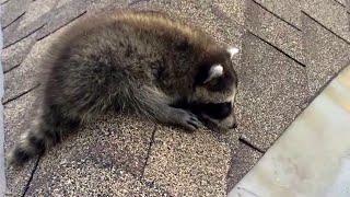 Raccoon Baby Screaming for Mom on the Roof!