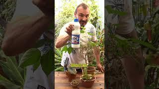 Como eliminar PRAGAS utilizando Água Sanitária #shorts  #murilosoares #dicasdecultivo #plantas