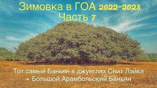 Зимовка в ГОА 2022 - 2023. Часть 7. Тот самый Баньян в джунглях + большой Арамбольский Баньян.