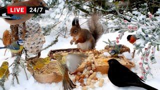 24/7 CAT TV NO ADS  Little Birds and Red Squirrels on a Sunny Winter Day