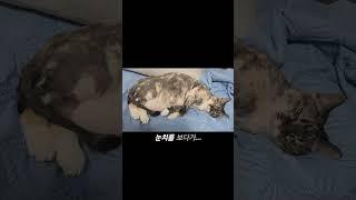 하품하는 냥이 호야 #고양이 #고양이일상 #고양이브이로그 #고양이영상 #나만없어고양이 #호야 #냥이 #냥이일상 #냥이브이로그 #냥이그램 #냥냥 #냥냥이
