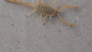 Arizona Bark Scorpion in Scottsdale