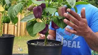 Big Juicy Purple Bell Peppers