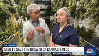 Seed to sale: the growth of cannabis in DC | NBC Washington