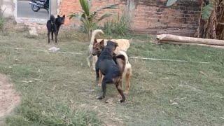 Dogs fighting in the street | Dogs fight with unknown dogs |  Street Animals  nature videos for dogs