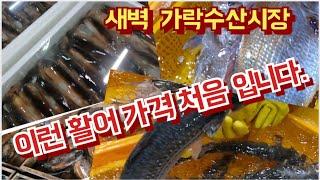 활어 가격 이런가격 처음 입니다.오징어 중간 사이즈 박스 6만원.