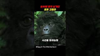 숲속에 혼자 남겨진 로봇고릴라