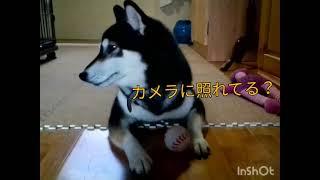 こゆきとこまちの生活Part１　(ある日突然、共同生活になった２匹の柴犬)