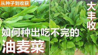 如何种出吃不完的【油麦菜/A菜】, 注意事项, 下冰雹从种子到收获, 不招虫/不施肥/不间苗/懒人菜