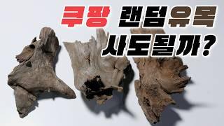 쿠팡에서 유목을 샀습니다. 가성비 극강의 쿠팡 유목 레이아웃, 타란튤라 사육장 꾸미기