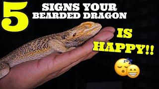 5 More Signs Your Bearded Dragon Is Happy And Loves You! PART 2! *WATCH THIS IF YOU OWN A BEARDIE*