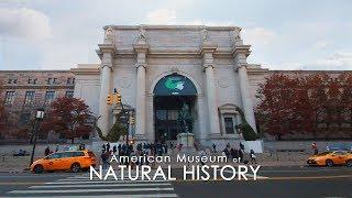 The American Museum of Natural History