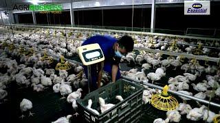 BROILER CHICKEN FARMING FULL VERSION: Modern Chicken Farm, Market, Diseases, Management