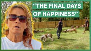 Tia Makes Sure That A Dog With Cancer Has Peaceful Last Days | Pit Bulls & Parolees