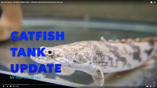 Saddled Bichir, Featherfin Synodontis & Barredtail Synodontis - Catfish Tank Update #f139