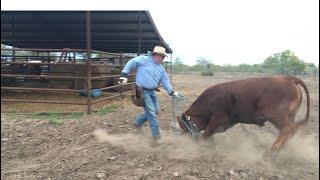 Toros BeefMaster En Rancho La Reserva