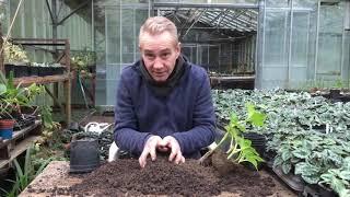 How to pot on your hydrangeas cuttings at stinky ditch nursery Nov’19