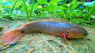 Rainy Day Fishing 2023! Finding and Catching Climbing Perch Fish in Reverse Water Ponds Rain Season