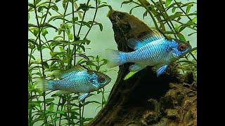 Pielęgniczka Ramireza "Electric Blue" (Mikrogeophagus ramirezi)