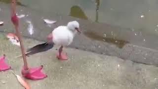 Baby flamingo learning to stand on one leg.