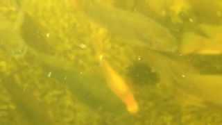 Tilapia Rendalli and Mossambicus in Aquaponics tank