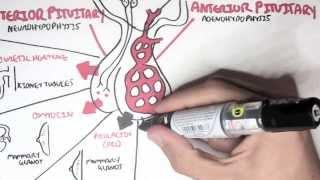 Endocrinology - Overview