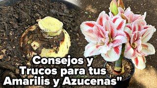 El Secreto para FLORECER Rápido: CONSEJOS y TRUCOS para tus Amarilis y Azucenas