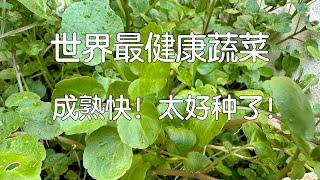 【地球上最健康蔬菜】被CDC认证的原来是它！用个小盆就能种｜Planting Watercress - The healthiest Vegetable In The World