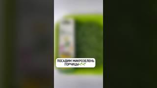 Как посадить семена #микрозеленьгорчицы в проращиватель от «Здоровья КЛАД». Доступно на WB|Ozon