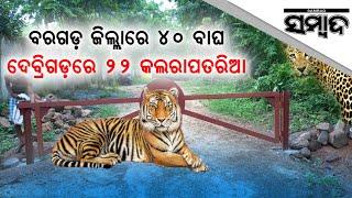 There Are 40 Tigers In Bargarh | Sambad