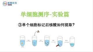 单细胞测序-实验篇-如何对标记后的核酸进行提取（How to extract the labeled nucleic acid during single cell sequencing）？