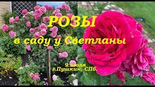 Розы.В саду у Светланы.г.Пушкин, СПб. 9 июля