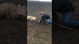 Timber Wolf Relased NW Minnesota