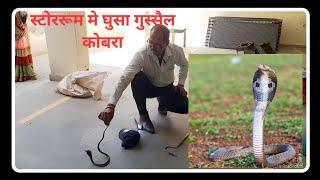 036 स्टोर रुम मे घुसा गुस्सैल कोबरा