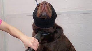 Chubby Labrador Retriever loves the groomers