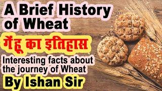 गेंहू का इतिहास, A brief history of Wheat. Interesting facts about Wheat. Total wheat production