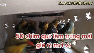 27/09:50 chim quế lâm trống mái giá rẻ về:0389860987