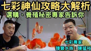 優雅的七彩神仙魚,色彩繽紛的魚種與品項,如何培養、飼養、選購,彰化臻寶水族七彩專家陳猛裕,有問必答不藏私的七彩攻略大解析