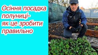 Осіння посадка полуниці для гарного врожаю влітку. Як це зробити правильно.