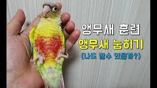 앵무새 훈련 눕히기(parrot training) - 나도 할 수 있을까?