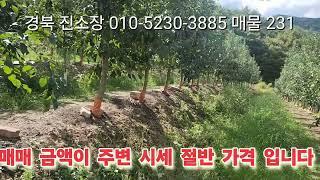 매물 231#경북 진소장 #의성부동산 #군위부동산 #안동부동산 #경북 부동산 #의성 토지 매매 #진소장 부동산 #군위 땅 매매 #과수원 매매 #촌집 매매 #영천 부동산