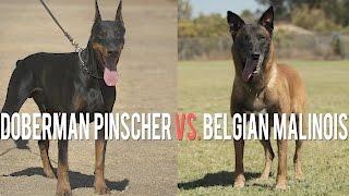 DOBERMAN PINSCHER VS. BELGIAN MALINOIS: BATTLE OF PROTECTION DOGS