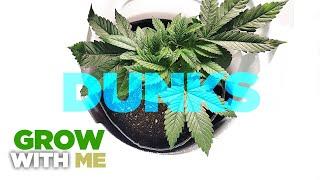 HOLY GRAIL of feeding Cannabis & Weed - The DUNK Technique - How to & When to Feed Nutrients & Water