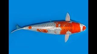 Koi Auktion Dainichi Kujaku JumboTosai Omo/Maru - 50cm GT7-1783